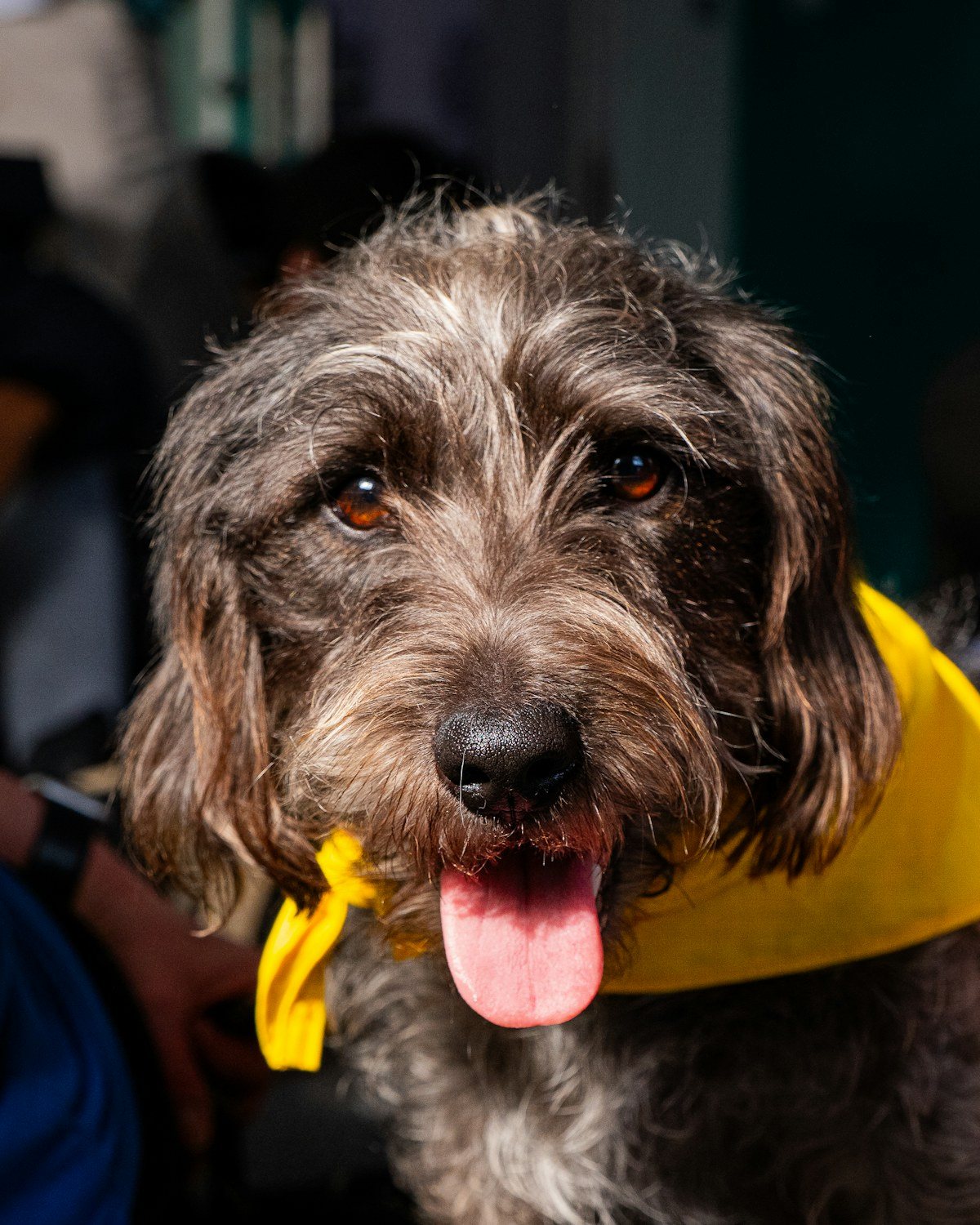 A rescue dog wearing an adoption bandana at a Texas animal shelter